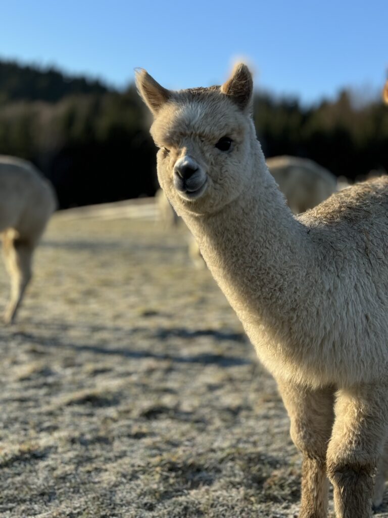 Alpaka Amira