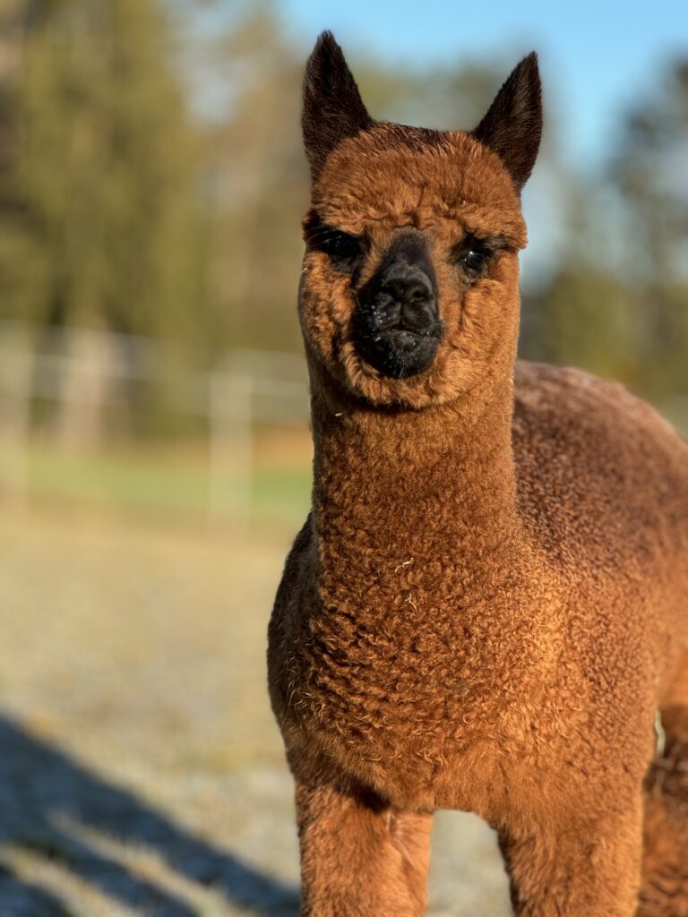 Alpaka Rico